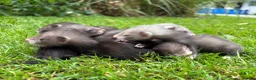 Ferret rodents for sale: Beautiful silver X polecat kits - Advert 3