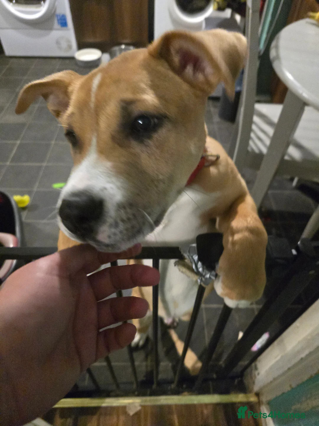 Mixed Breed dogs for sale: Beautiful staffy cross puppy in Saint Austell - Advert 3