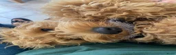 Goldendoodle dogs for sale: Cooper - Advert 7