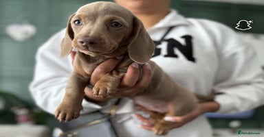 Miniature Dachshund dogs - Advert 6