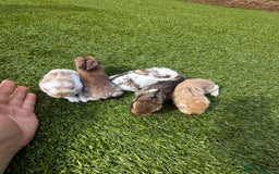 Mini Lop rabbits for sale: Mini Lops  - Image 1
