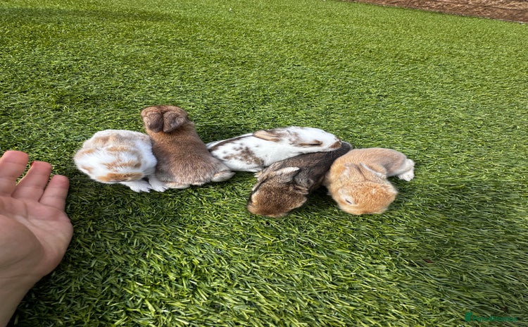 Mini Lop rabbits - Advert 4
