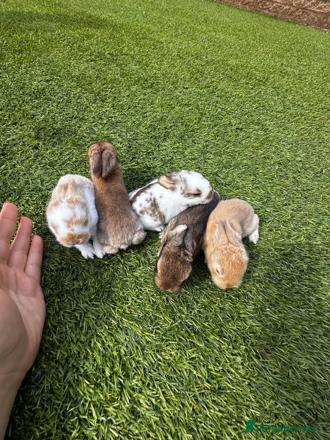 Mini Lop rabbits for sale: Mini Lops  - Image 1