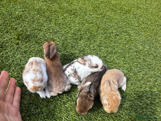 Mini Lop rabbits - Advert 39