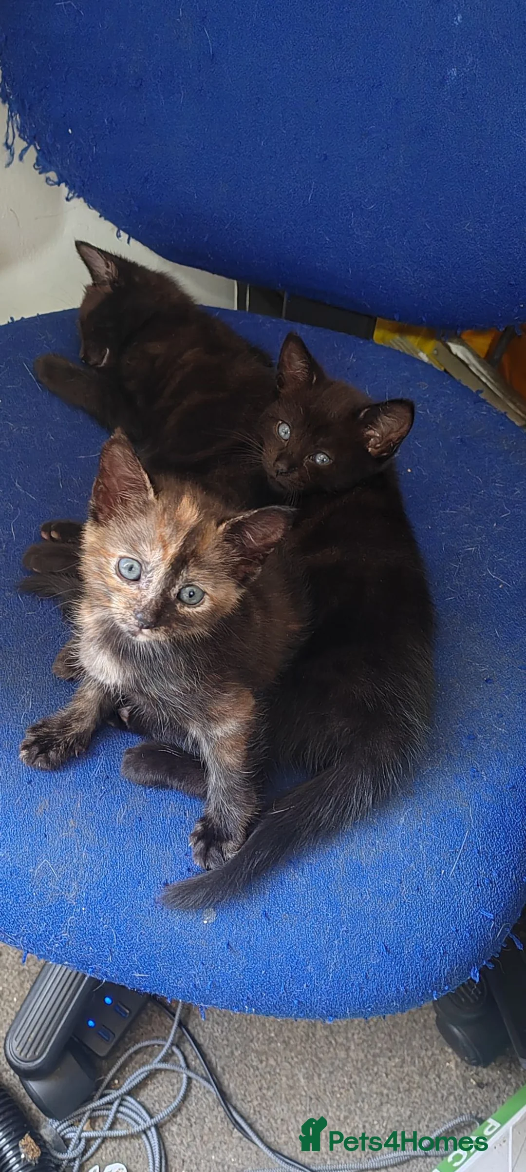 Mixed Breed cats for sale: 5 beautiful mixed kittens looking for home in Market Drayton - Advert 2