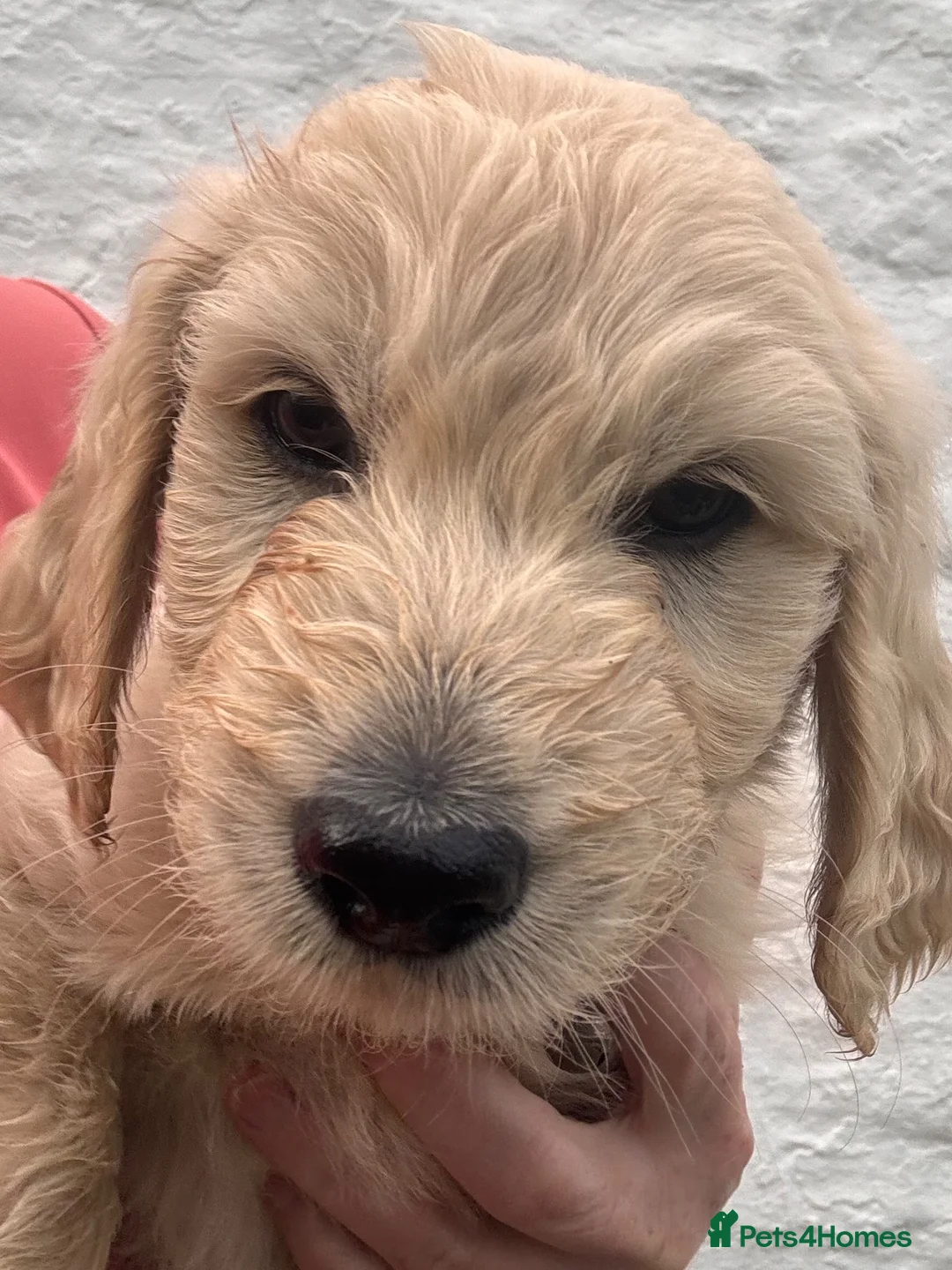 Goldendoodle dogs for sale: 💙 4 Gorgeous F1 Goldendoodle Boys 💙 - Advert 2