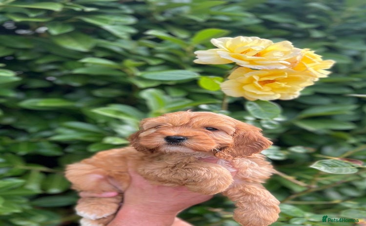Cockapoo dogs - Advert 1