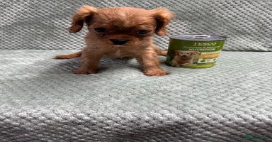 Cavalier King Charles Spaniel dogs - Advert 4