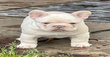 French Bulldog dogs KC REGISTERED HEALTHTESTED FRENCH BULLDOG PUPPIES  - Advert 5