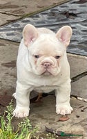 French Bulldog dogs KC REGISTERED HEALTHTESTED FRENCH BULLDOG PUPPIES - Advert 1