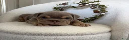 English Bulldog dogs for sale: Stunning English Bulldog Puppies 💖 - Advert 17