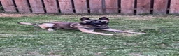 Belgian Shepherd Dog dogs for sale: Male Belgian Mali  in Darlington - Advert 4