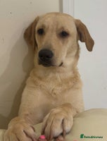 Labrador Retriever dogs - Advert 6