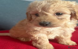 Cockapoo dogs for sale: Gorgeous Cockerpoo puppies - Image 9