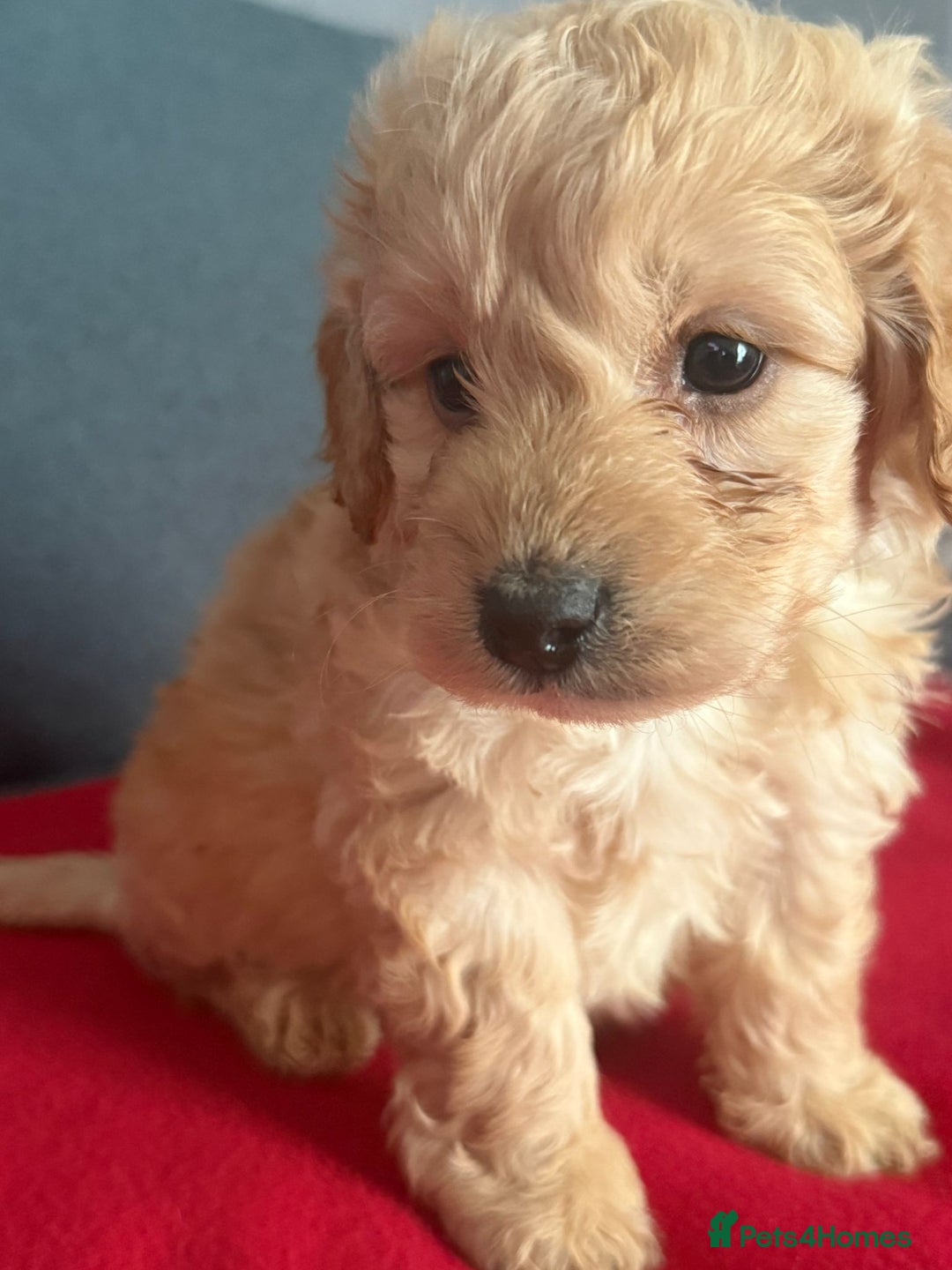 Cockapoo dogs for sale: Gorgeous Cockerpoo puppies - Image 9