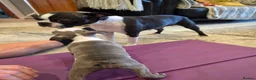 Boston Terrier dogs for sale: Health-Tested KC Registered Boston Terrier Puppies - Advert 20