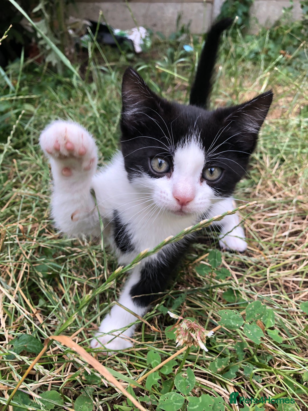 Mixed Breed cats for sale: Kittens  - Image 17
