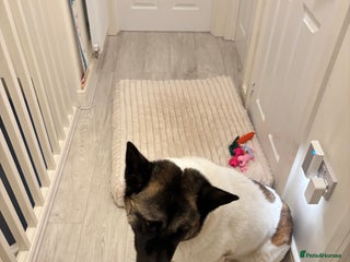 Akita dogs for sale: 5 year old dog needs rehoming - Advert 1