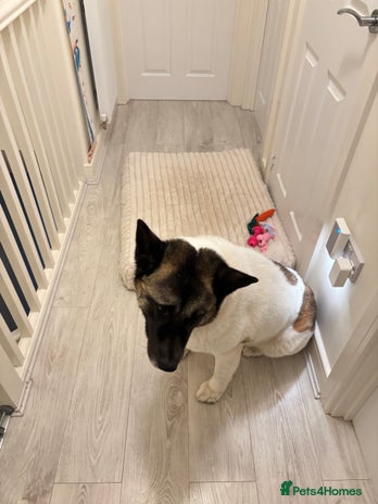 Akita dogs 5 year old dog needs rehoming - Advert 1