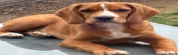 Bocker dogs for sale: 5 month old Bocker puppy - Advert 5