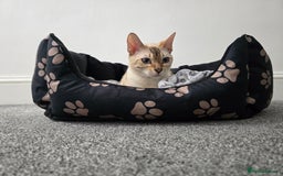 Bengal cats for sale: SNOW BENGAL BLUE EYES TICA PET/ACTIVE - Image 29