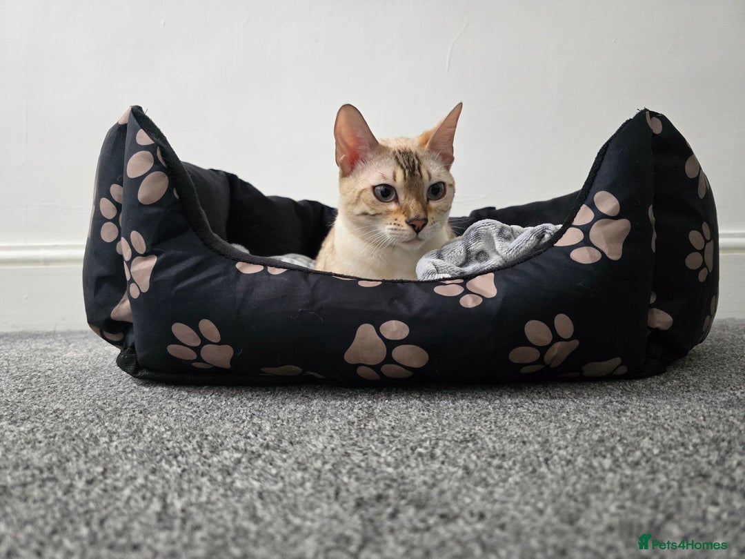Bengal cats for sale: SNOW BENGAL BLUE EYES TICA PET/ACTIVE - Image 29