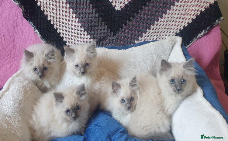 Ragdoll cats - Advert 1