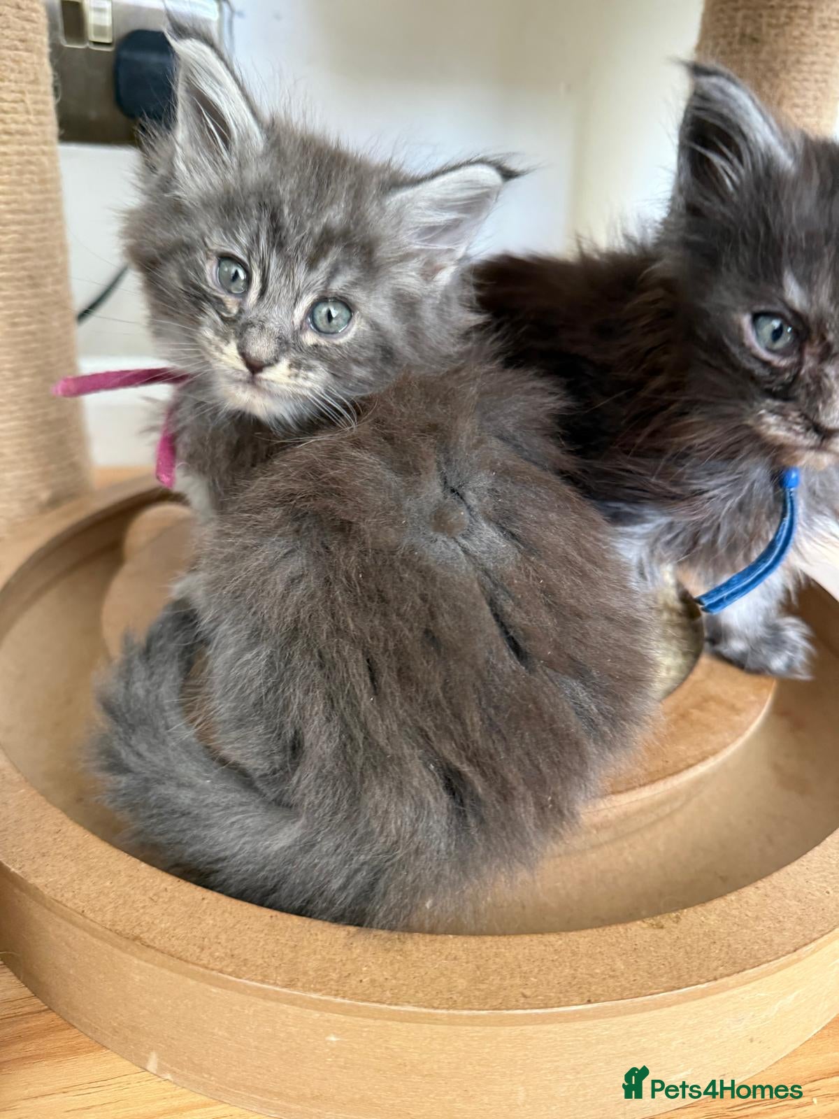Maine Coon cats Maine Coon kittens ✨ Looking for forever homes - Advert 6