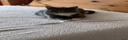 British Shorthair cats for sale: Adorable British short hair  in Hayes - Advert 1