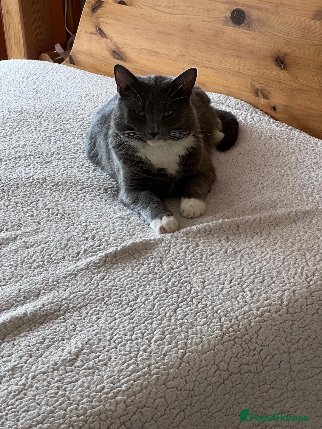 British Shorthair cats for sale: Adorable British short hair  in Hayes - Advert 1