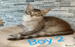 Maine Coon cats for sale: 'PuuureLove' Maine Coon kittens  - Image 2