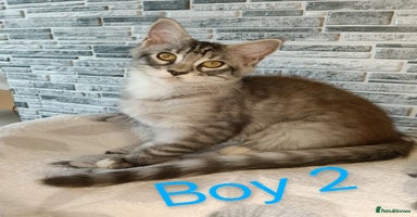 Maine Coon cats - Advert 2