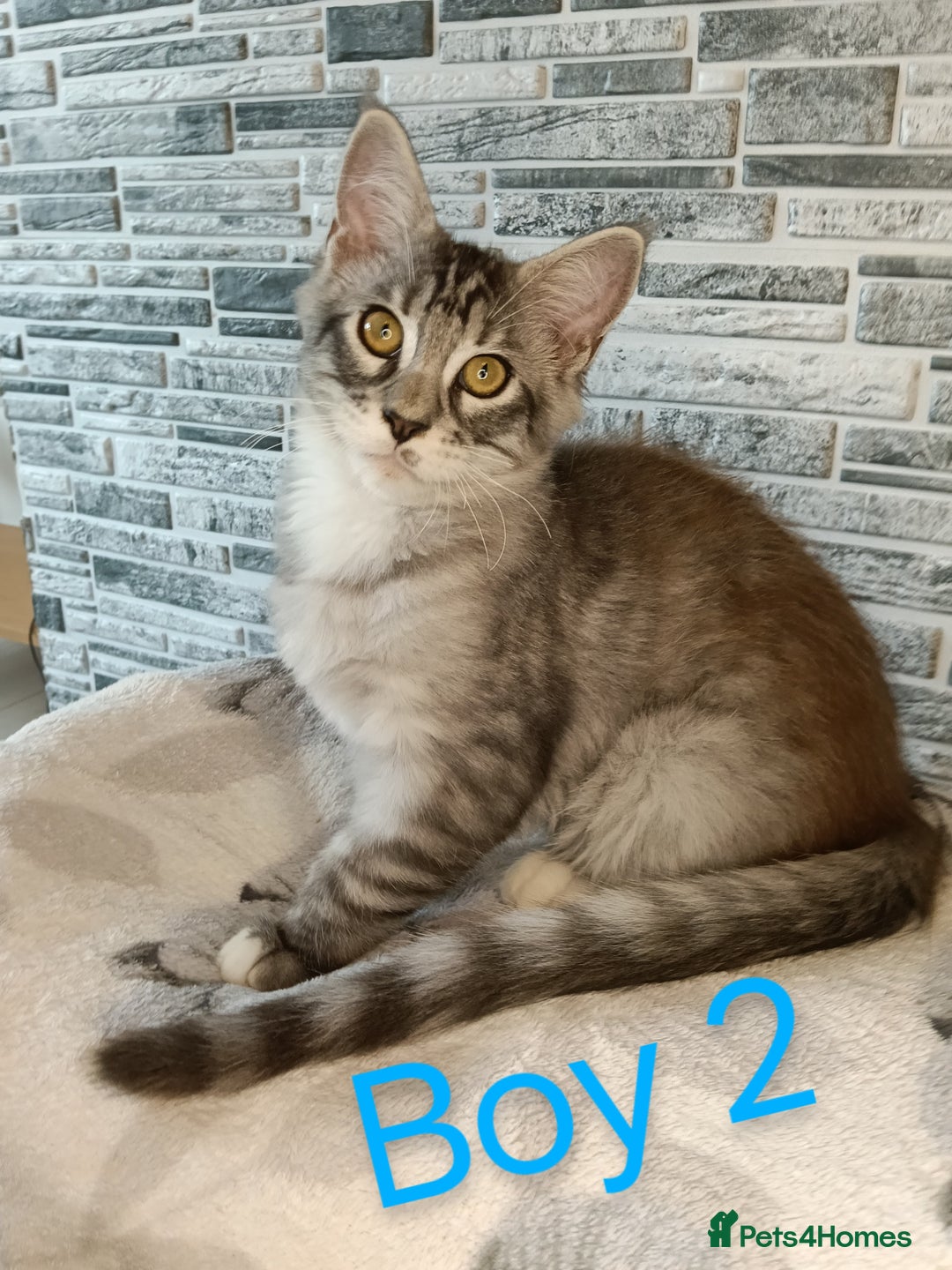 Maine Coon cats for sale: 'PuuureLove' Maine Coon kittens  - Image 2
