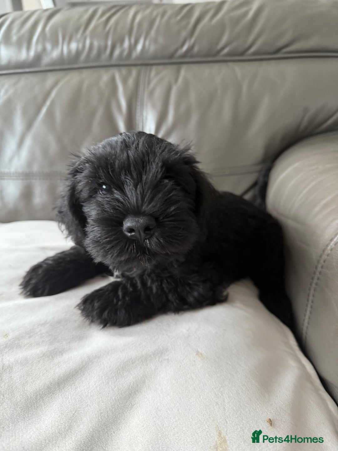 Miniature Schnauzer dogs for sale: KC MAC Quality Black Miniature schnauzers  - Advert 5