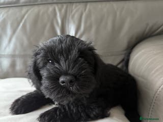 Miniature Schnauzer dogs KC MAC Quality Black Miniature schnauzers - Advert 7