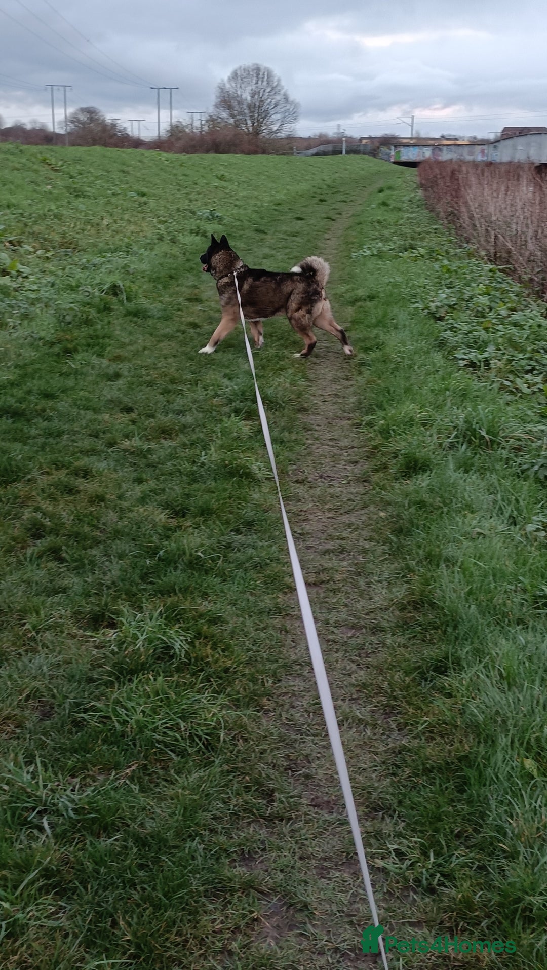 Akita dogs for sale: Loving home required  - Advert 4