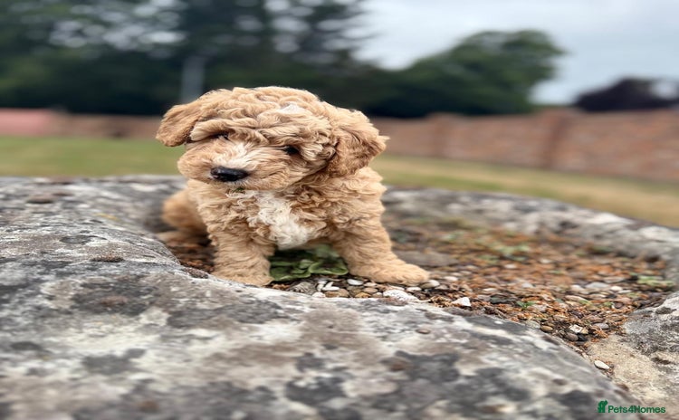 Australian Labradoodle dogs - Advert 2
