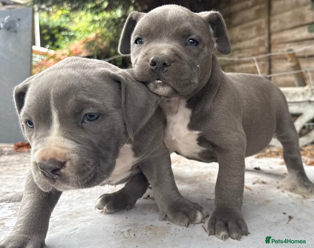 American Bully dogs for sale: Pocket bully puppies ready soon  - Image 27
