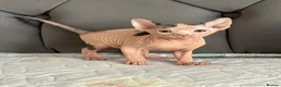 Sphynx cats for sale: sphynx kittens for sale - Advert 26
