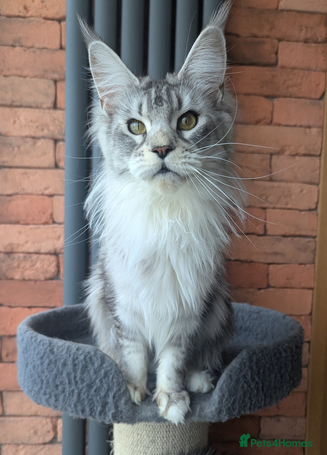 Maine Coon cats for sale: Maine coon females  - Advert 12