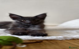 Maine Coon cats for sale: 25% OFF PURE MAINE COONS FROM CHAMPION BLOODLINE! - Image 16