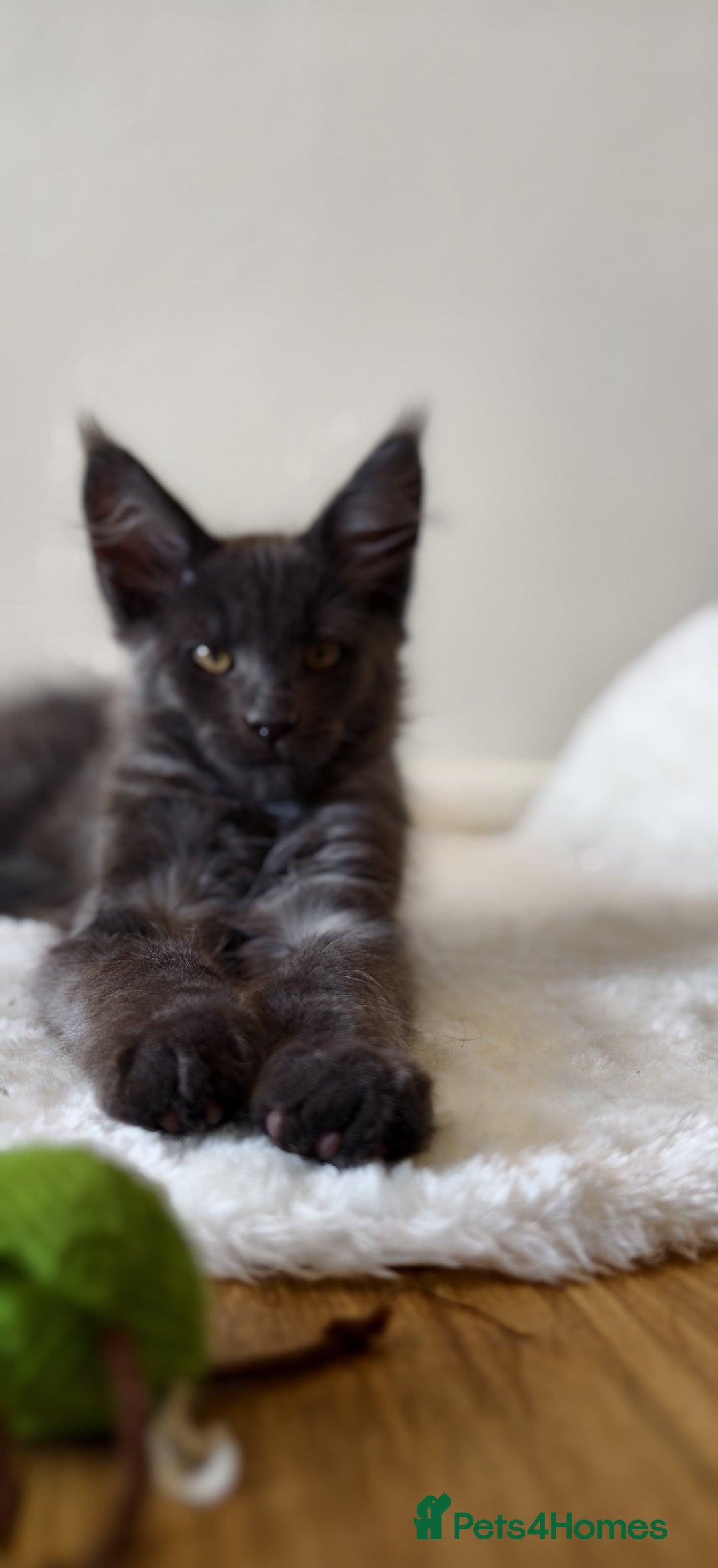Maine Coon cats for sale: 25% OFF PURE MAINE COONS FROM CHAMPION BLOODLINE! - Image 16