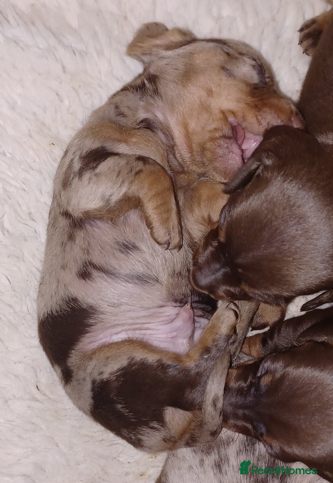 Miniature Dachshund dogs for sale: Chocolate Tan boy left - Image 8