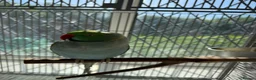 Ringnecks birds for sale: Talking Semi-tame Turquoise Indian Ringneck - Advert 6