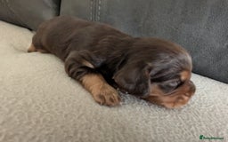 Cocker Spaniel dogs for sale: Chocolate/Chocolate Tan working cocker pups - Advert 23