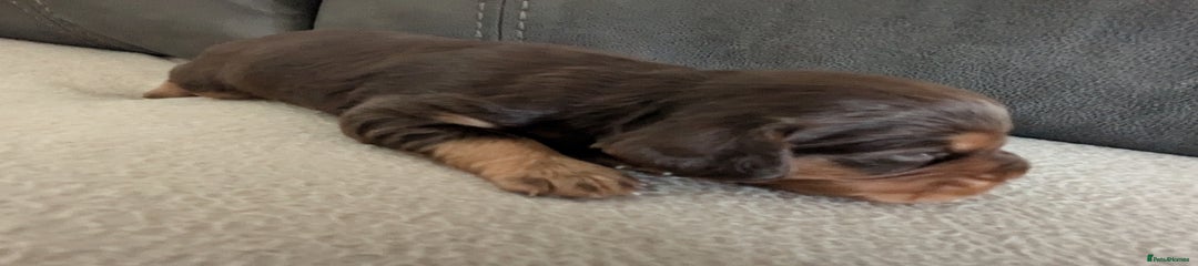 Cocker Spaniel Puppy 5