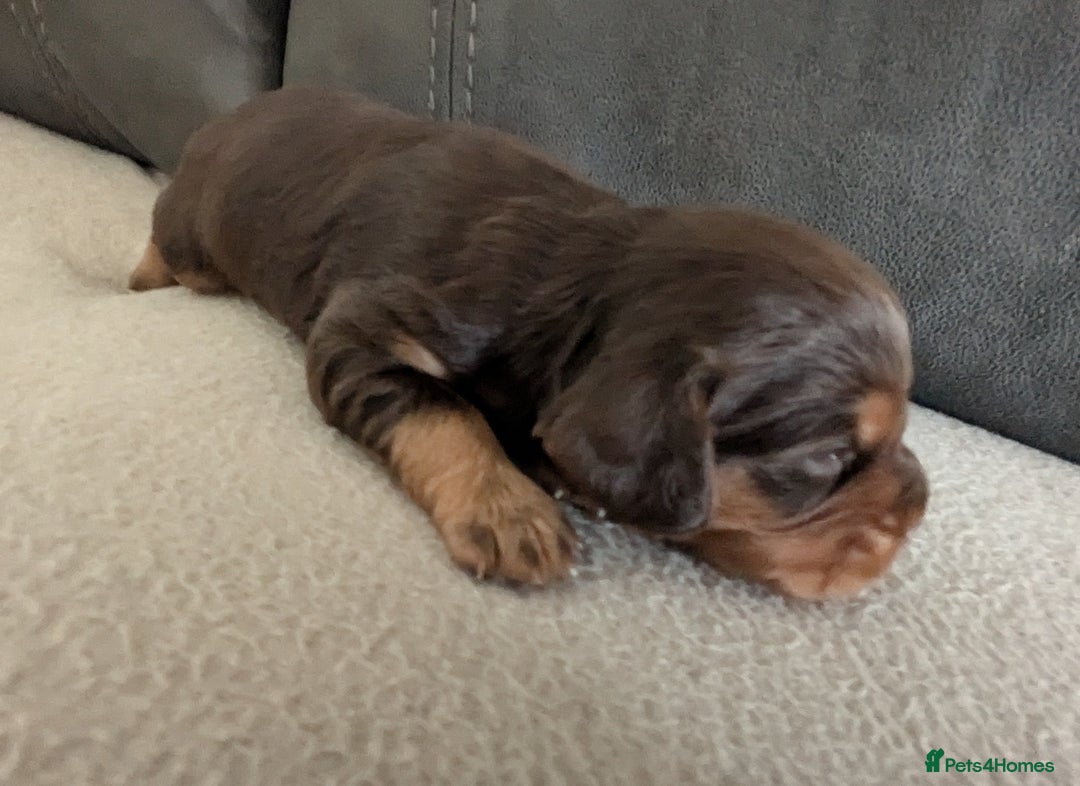 Cocker Spaniel dogs for sale: Chocolate/Chocolate Tan working cocker pups - Advert 23