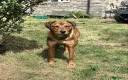 Mixed Breed dogs for sale: Rottweiler x Red Fox Lab - Image 2