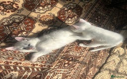 Turkish Angora cats for sale: Two beautiful Turkish Angora kittens  in Cambridge - Image 16