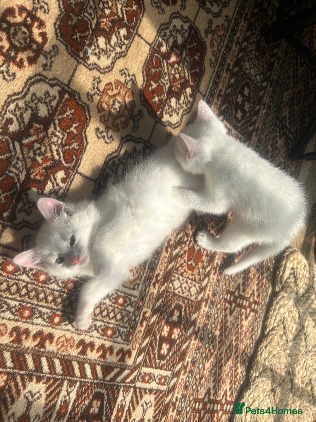 Turkish Angora cats for sale: Two beautiful Turkish Angora kittens  in Cambridge - Image 16